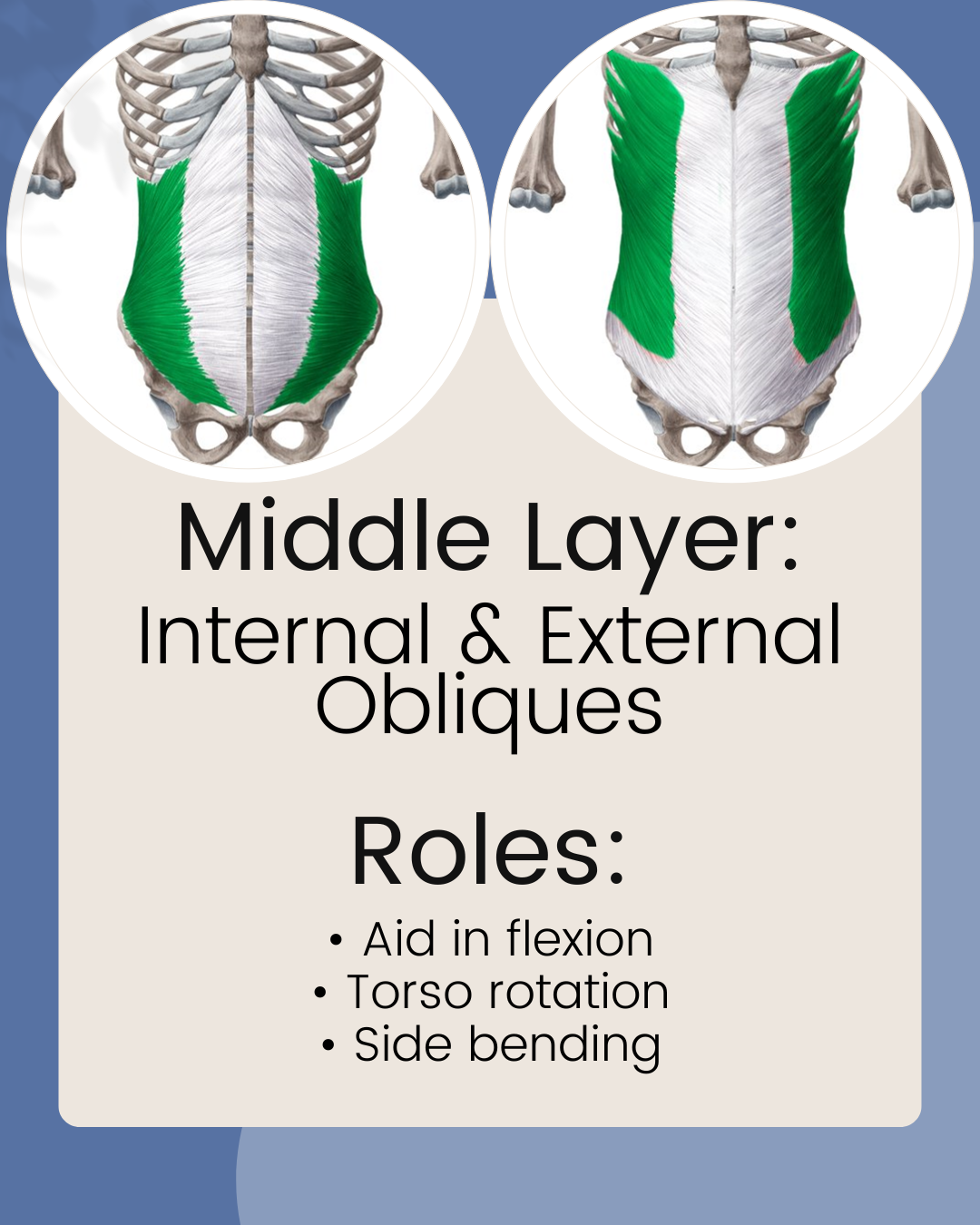 internal and external obliques