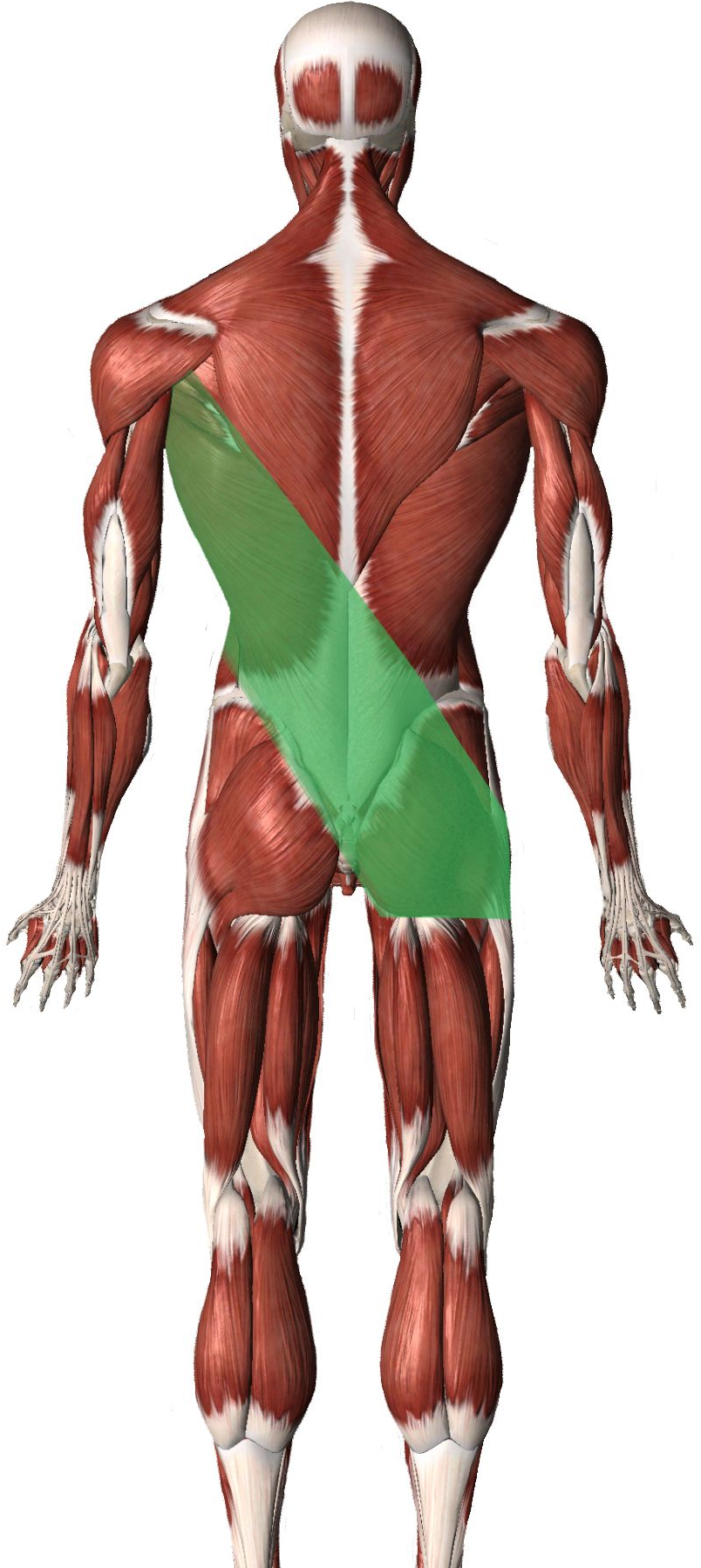 posterior oblique sling
