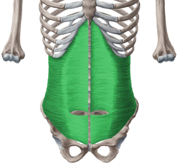 transverse abdominis