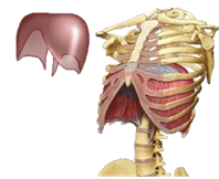 diaphragm