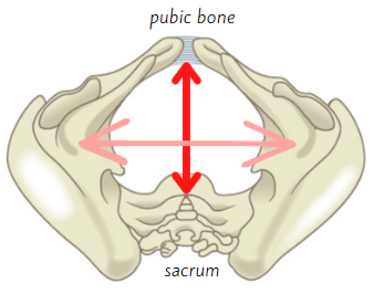 pelvic outlet diameter widest side to side and front to back