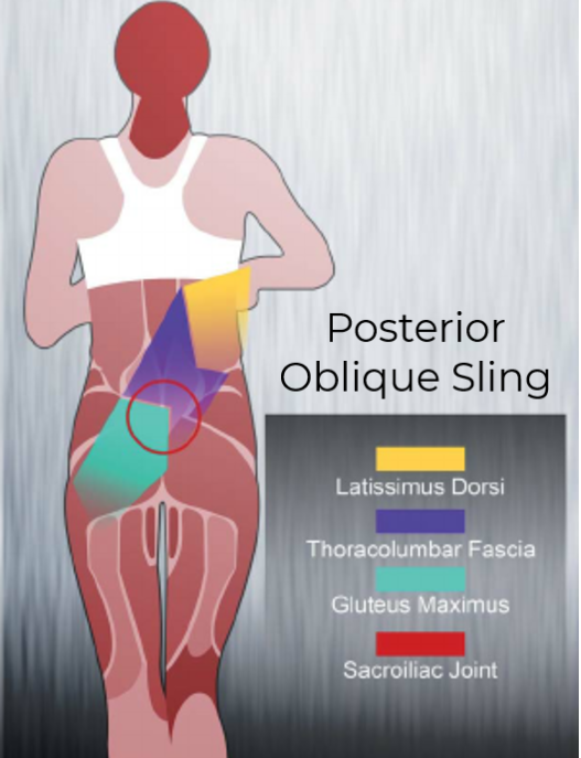 posterior oblique sling